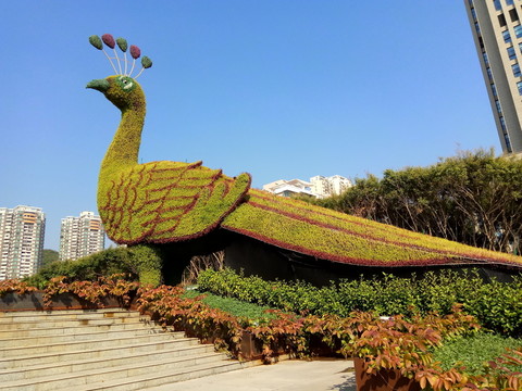 孔雀 孔雀花壇 孔雀綠化