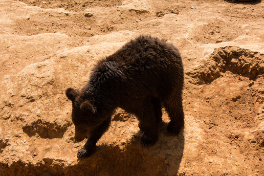 野生動物園黑棕熊