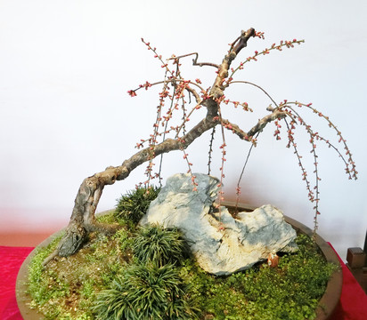 梅花