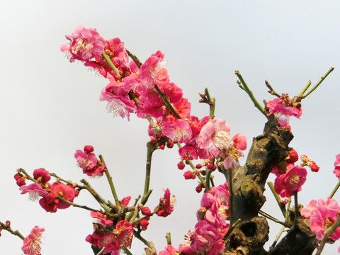 梅花 紅梅