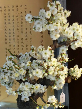 梅花
