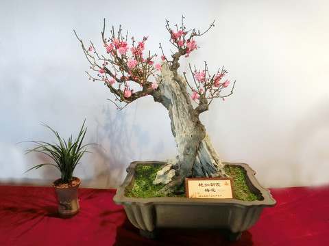 梅花盆景