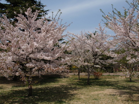 春季的青島中山公園