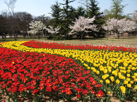 春季的青島中山公園