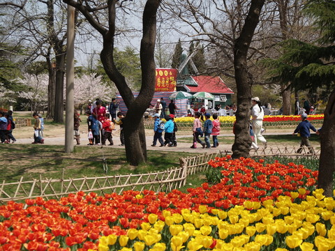 春季的青島中山公園