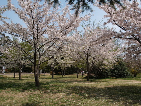 春季的青島中山公園