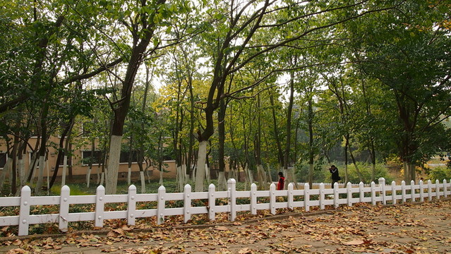 秋日的青島八大關(guān)