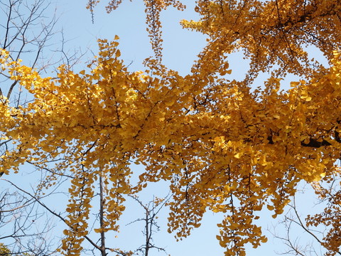 秋日的青島八大關(guān)