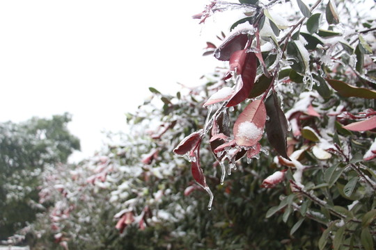 冰雪世界美如童話 （31）