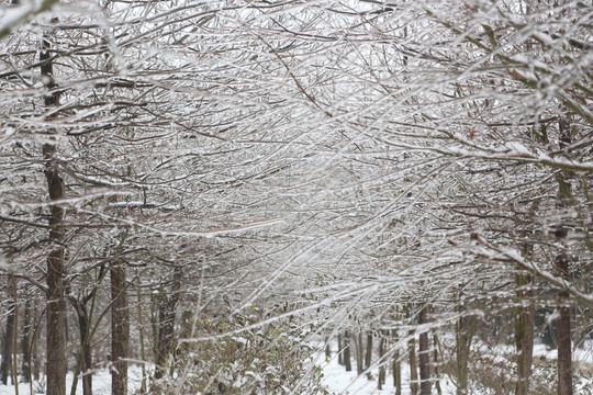 冰雪世界美如童話 （16）