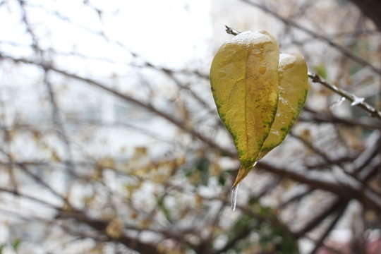 梅花傲雪盛開(kāi) （11）
