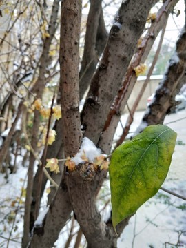 梅花傲雪盛開 （2）