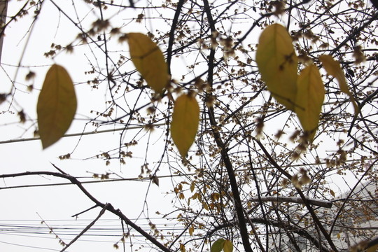 梅花傲雪盛開(kāi) （21）