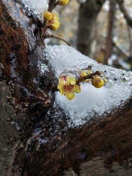 梅花傲雪盛開 （3）