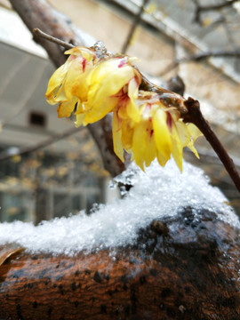 梅花傲雪盛開 （4）