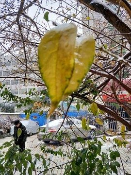 梅花傲雪盛開 （31）