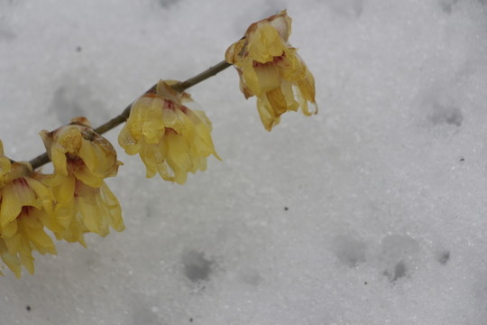 梅花傲雪盛開 （20）