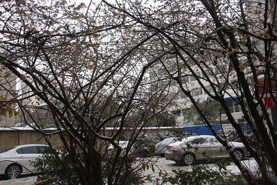 梅花傲雪盛開(kāi) （27）