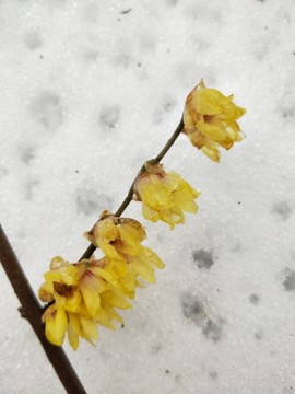 梅花傲雪盛開 （29）
