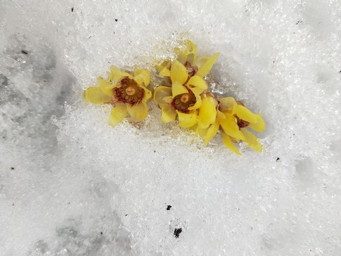 梅花傲雪盛開 （30）