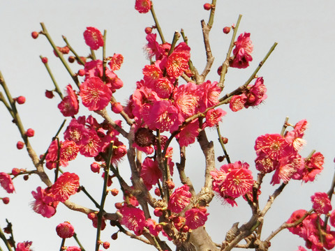 梅花