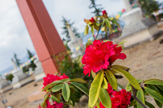 紅色愛情花