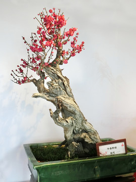 梅花盆景
