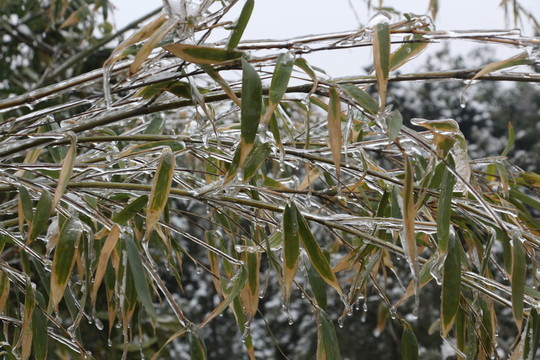 雪中竹子傲寒立 （1）