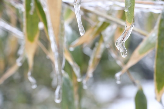 雪中竹子傲寒立 （11）