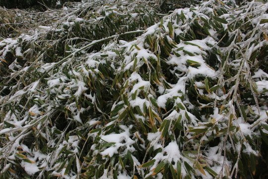 雪中竹子傲寒立 （5）