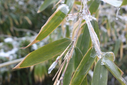 雪中竹子傲寒立 （16）