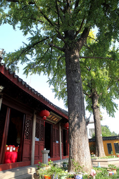 蘇州定慧寺