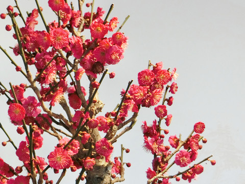 梅花