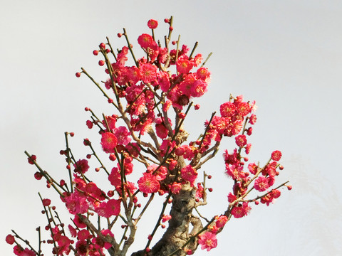 紅梅