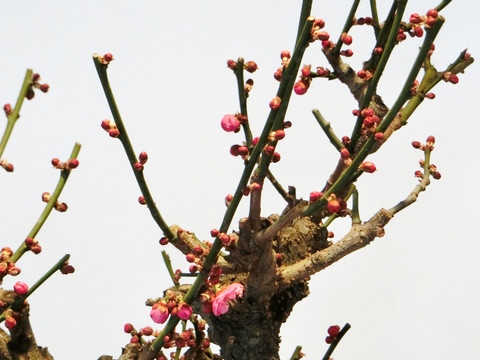 梅花