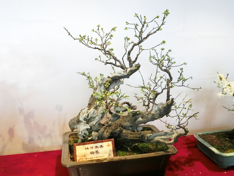 梅花盆景