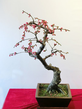 梅花盆景