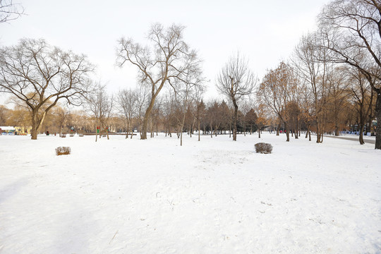 雪地 雪景