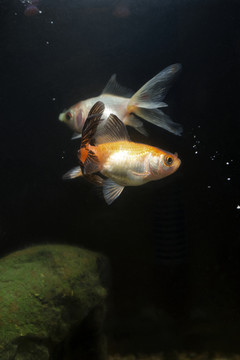 金魚