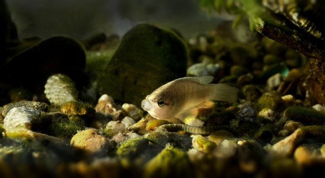 斗魚