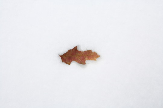 樹葉 雪地