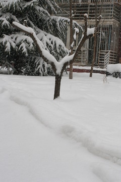 雪壓枯枝