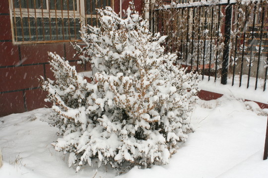 大雪壓枝頭