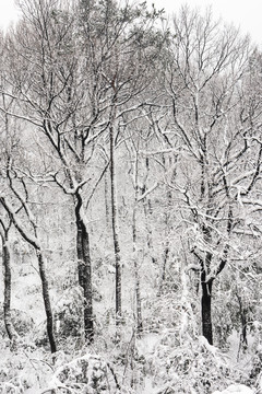 山林雪景