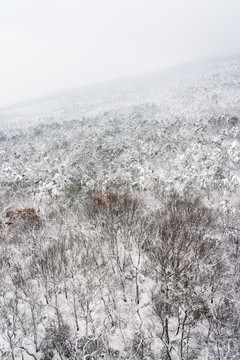 山林雪景