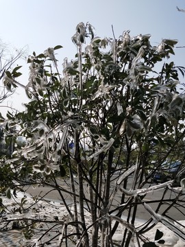 雪后初晴美如畫 （36）