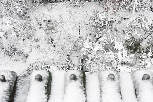 靈谷景區(qū)雪景
