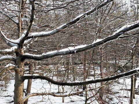 雪后初晴美如畫(huà) （27）