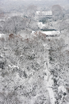 靈谷景區(qū)雪景