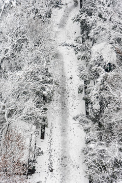靈谷景區(qū)雪景